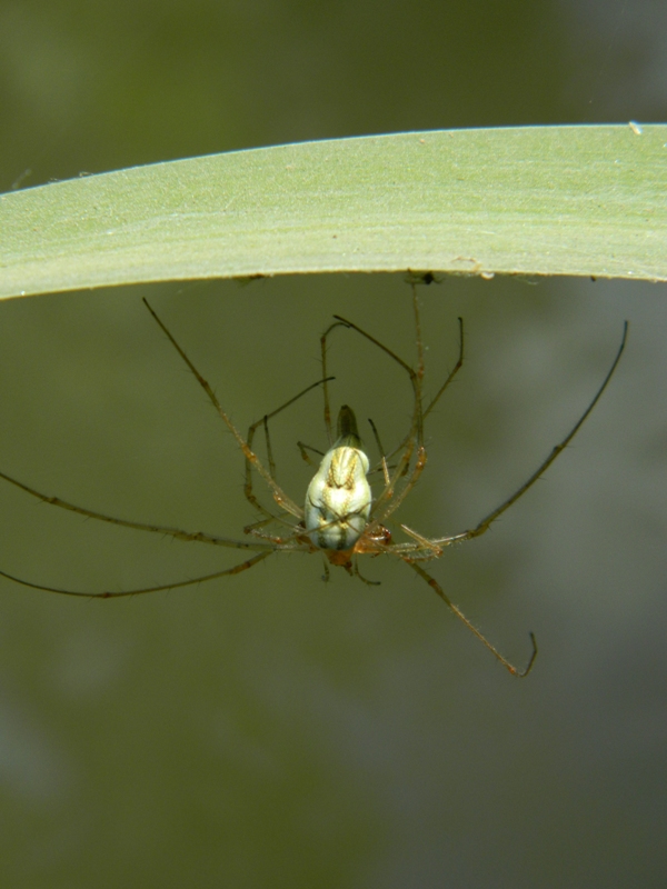 Accoppiamanto Tetragnatha sp.- Viadana (MN)